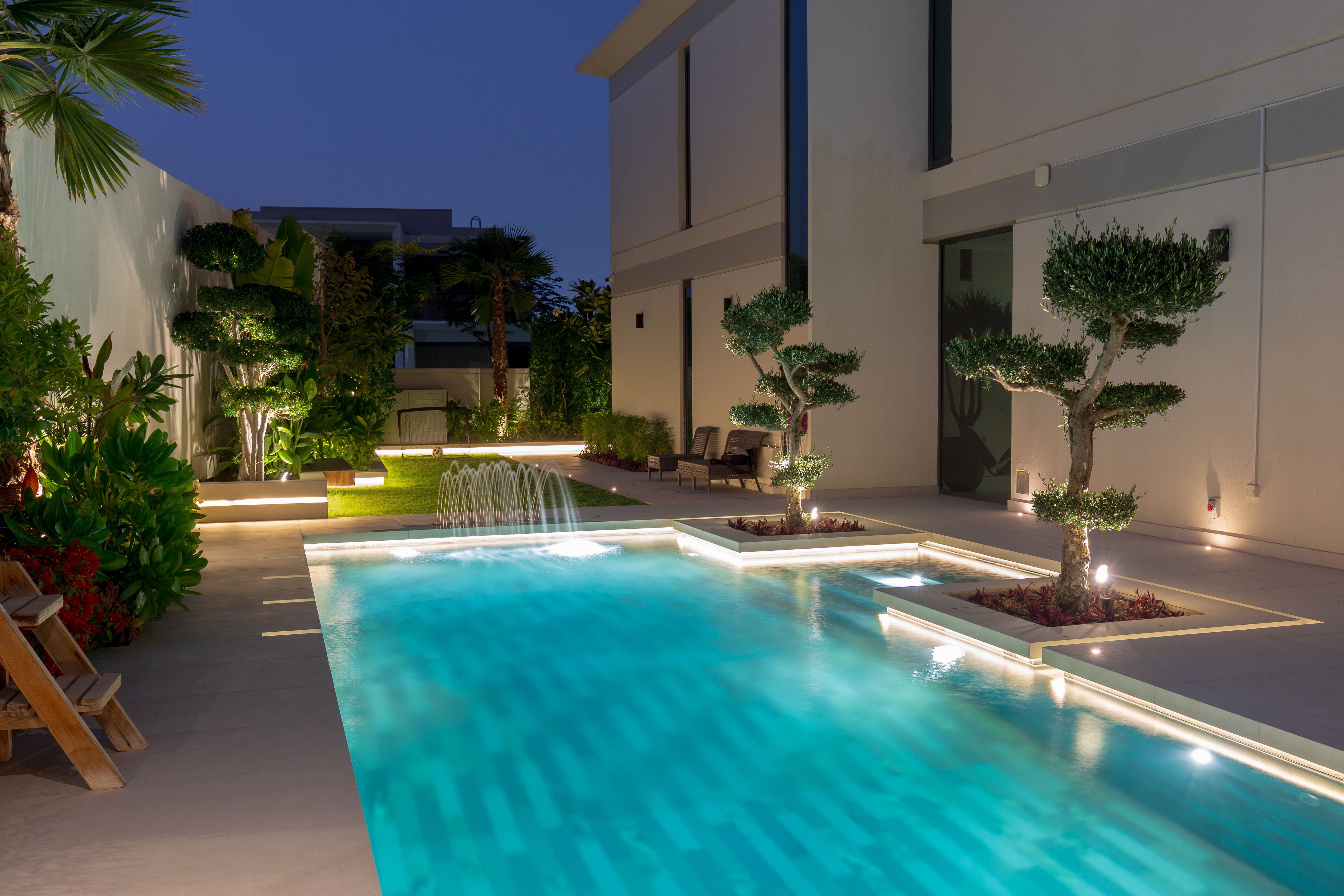 Sculptural olive trees within the pool landscape